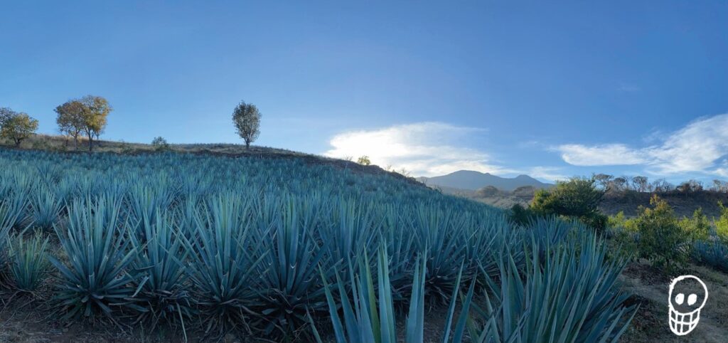 Die Kunst der Herstellung von hochwertigem Bio-Tequila in Mexiko